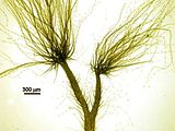 Cutleria chilosa2